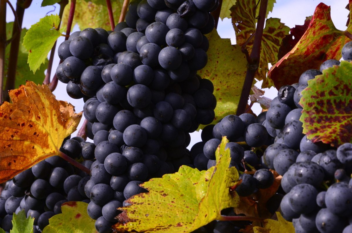 Winery